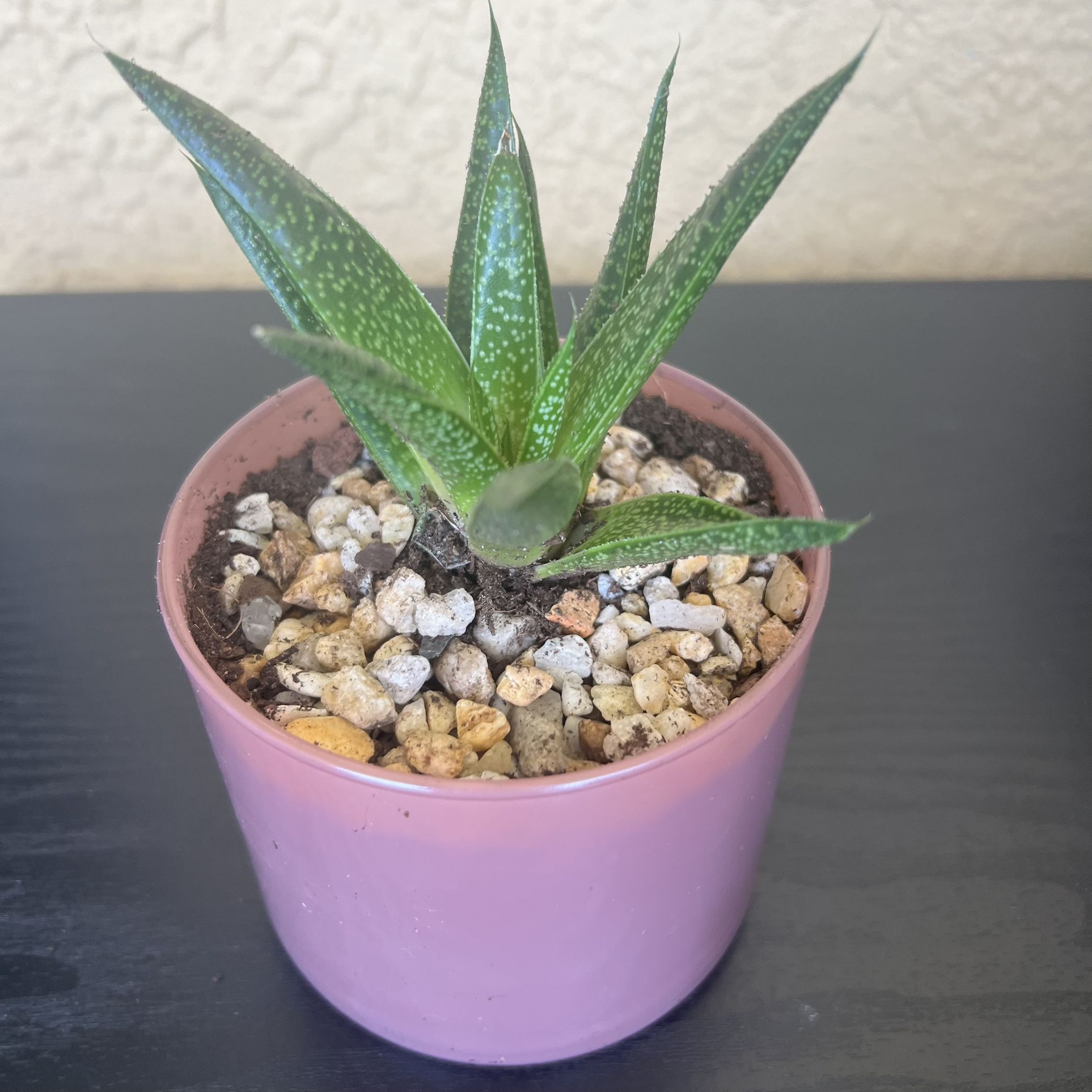 Succulent Plant 🪴