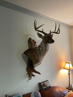 Piebald white tail 8pt