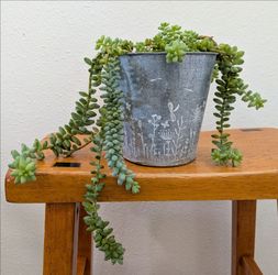 Burros Tail