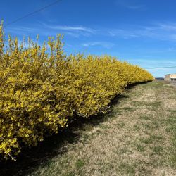 Forsythia