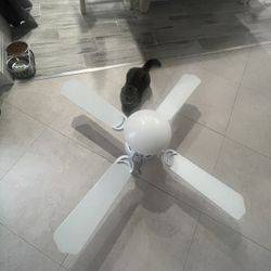 Fan White
