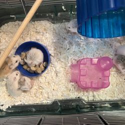 Russian Miniature Hampsters 
