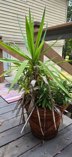 Yucca plant small