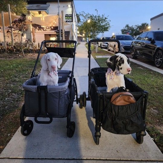 Two Carriages For Sale