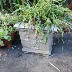 Beautiful Plant in Cement Planter