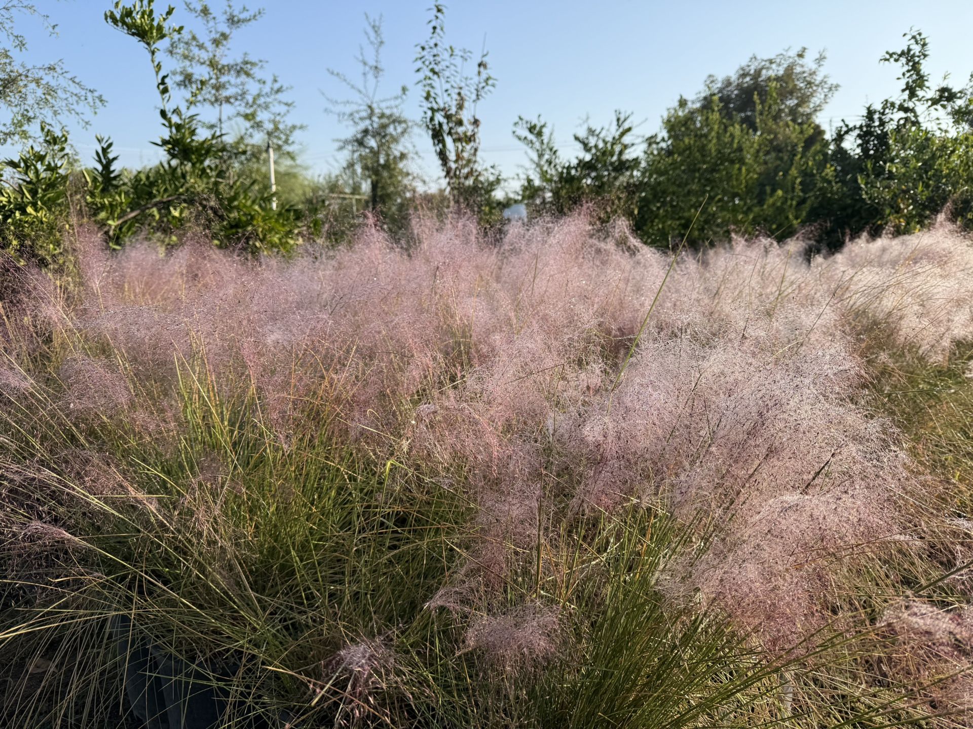 Purple Muhle Grass