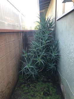 Aloe Vera, Savila