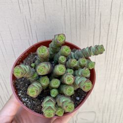 4” crassula baby jade necklace
