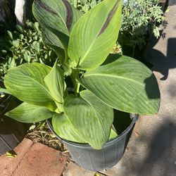 Canna Lily 