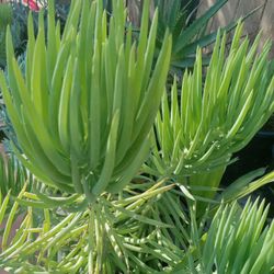 One Gallon Succulent 