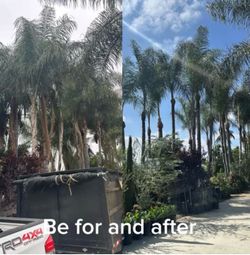 Palm tree