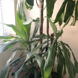 House Plant 