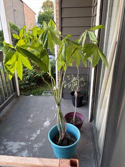 5ft money tree