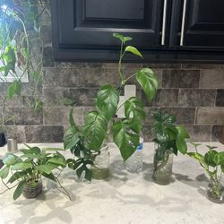 Plant Purge, Today Only 11/5/25. All For $20