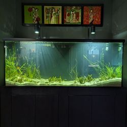 120 Gallon Fish tank