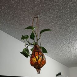 Plant Pothos And Decor
