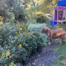 Free Plants, Planters, Fiddle Leaf