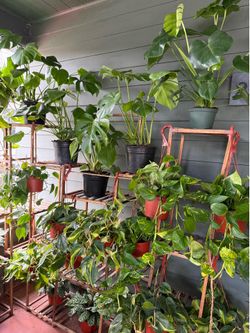Tons of Houseplants/Indoor Plants for Sale