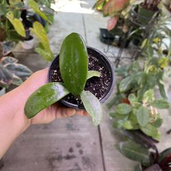 4” Hoya Meliflua