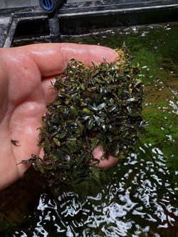 Rare And Common Plants For An Aquarium And Terrarium