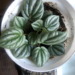 Peperomia Plant 