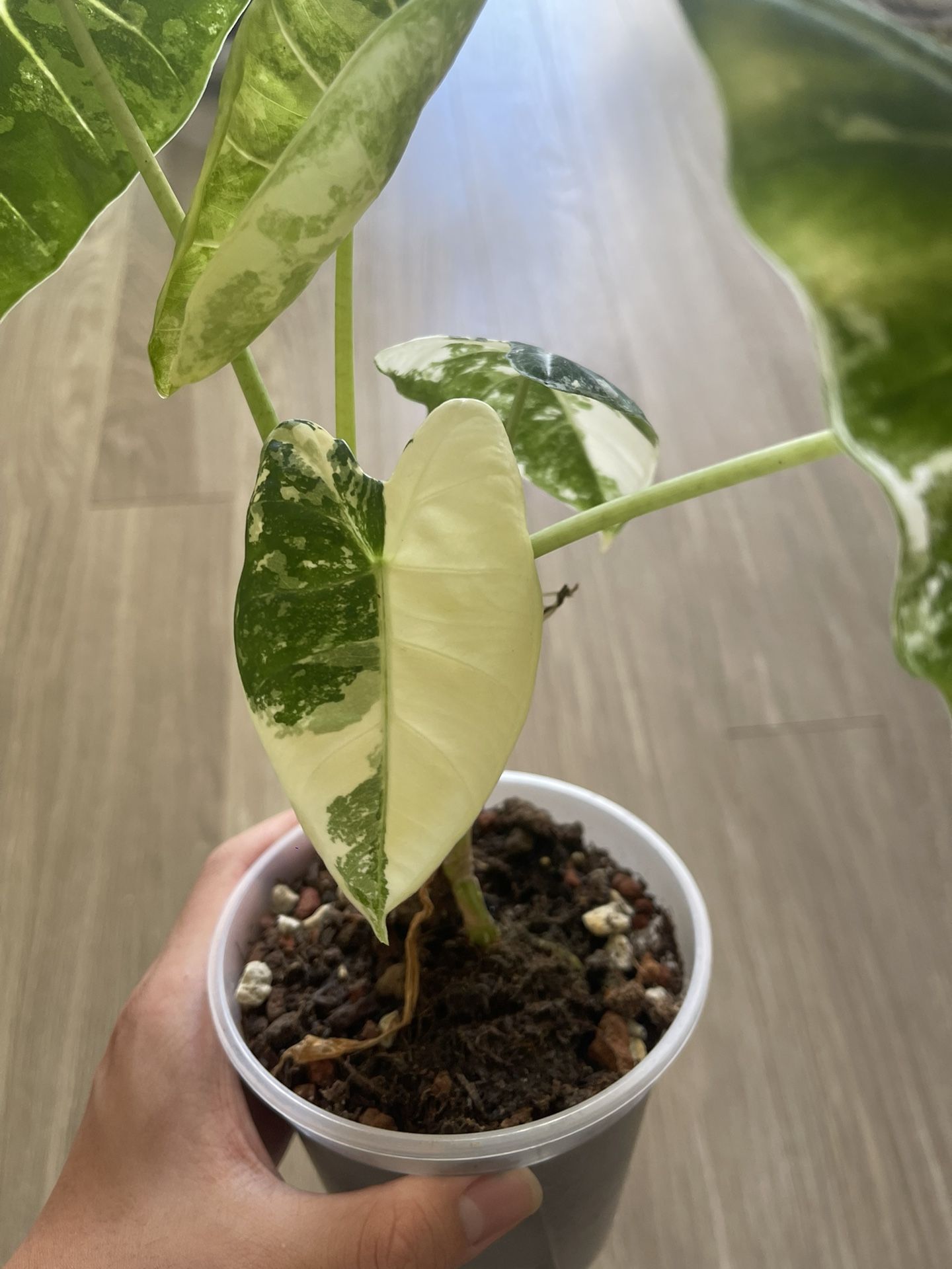Variegated Alocasia Frydek