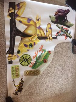 Tropical frog Fatheads