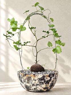Dioscorea Elephantipes/ Turtle Shell (Planter Included) #Q2 ‘Local LA Seller’