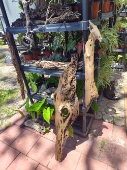Driftwood , Rocks And Plants In Riverview