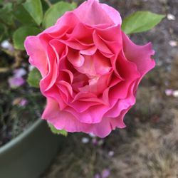 Potted Fragrant Rose –  in 19" Pot