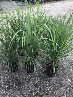 Lemon grass