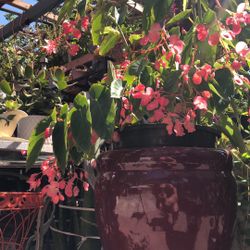 Begonia