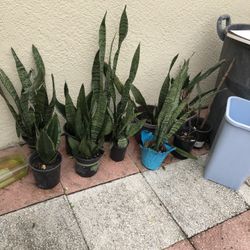 Plants And More Plants !  Starting  Price $5 And up ! Snake Plants Few Sizes ! Has Abocados Small Medium And Large ! Mint, Papaya ! Lemon ! Much More 