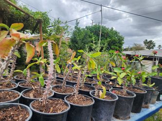 Coronas de cristo de flor grande