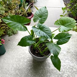 Alocasia  Plant 