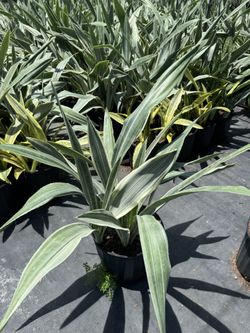 Sansiveria Sayuri 10”