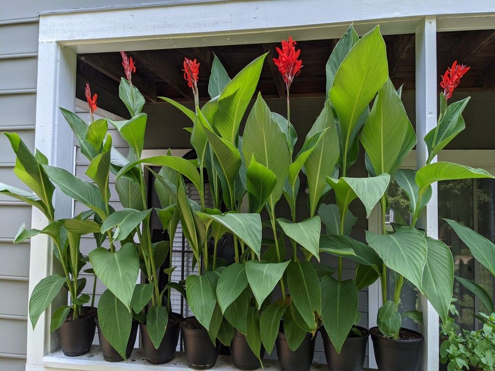 Canna lily hotsell toxic to dogs