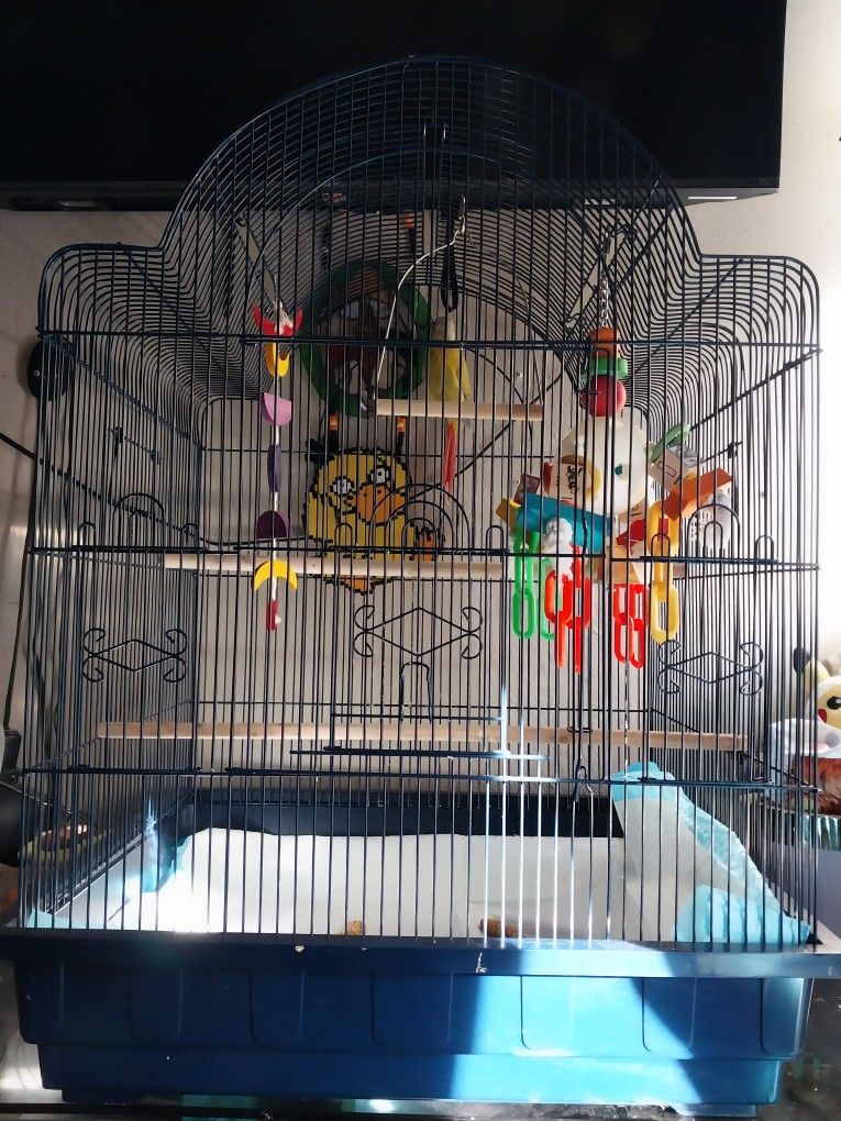 Pineapple Cheek Conure