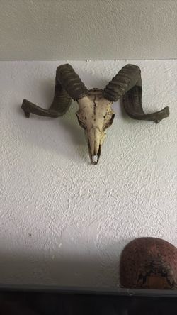 Corsican Ram skull ( resin)