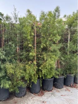 Privacy Hedge Trees - 15-Gallon Fern Pines