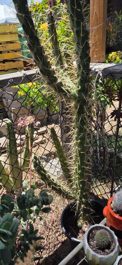 Cactus