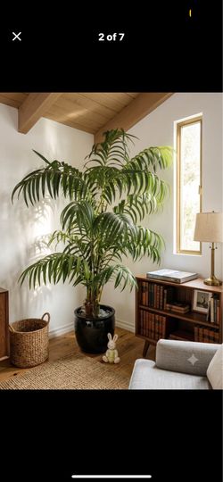 Beautiful  Large 7ft Faux Palm Plant in Black
