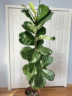 Broadleaf Fig Plant (indoor)