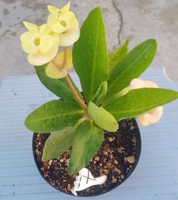 Planta De Corona De Cristo