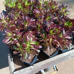 SUCCULENT WHOLESALE!!! Flats Of 16 For $10!!