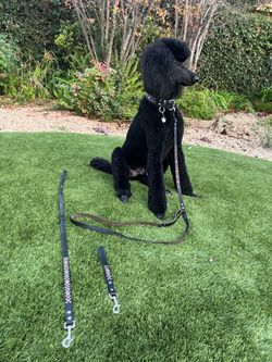 Stunning Large Rhinestones And Studs Dog Collar With Matching Leads
