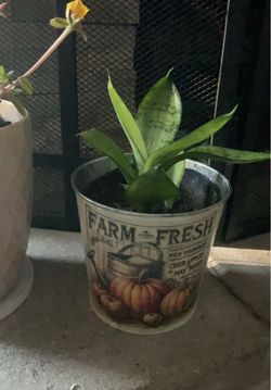 Snake plant