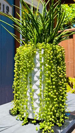 BEAUTIFUL Medium Sansevieria Mikado & String of Pearls Succulents in White Ceramic Pot