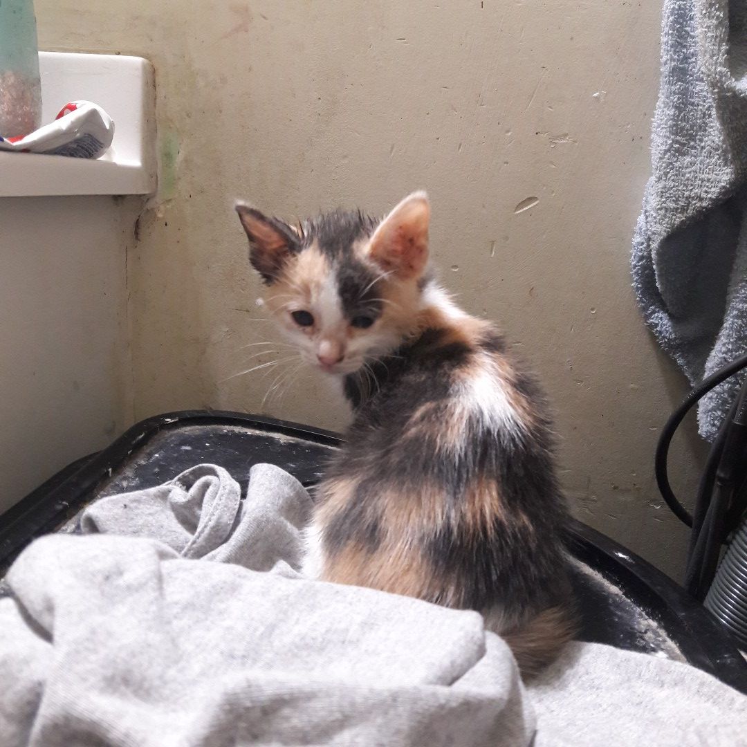 Kitten