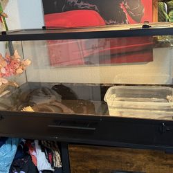 40 Gallon Tank I Have Many  Plants  For It 